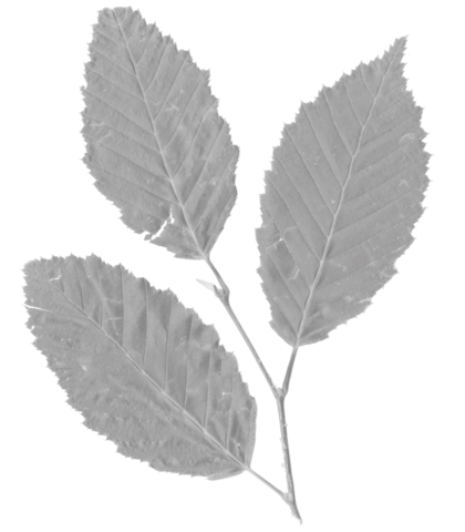 A pressed leaf.